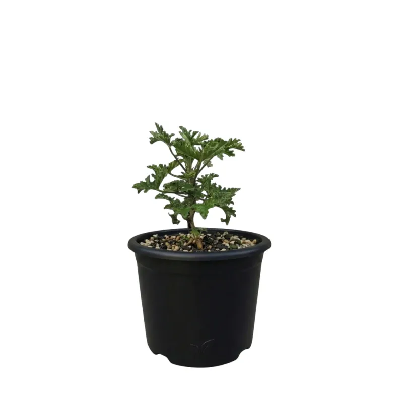 نبات عطر شاه