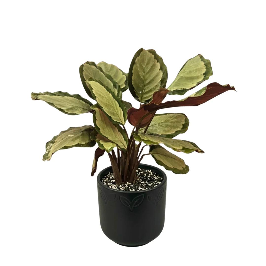 كالاتيا سيلفيا